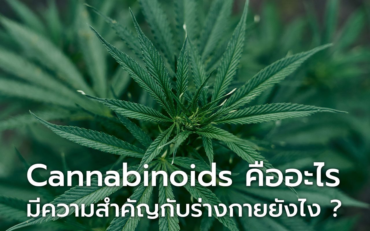 Cannabinoids