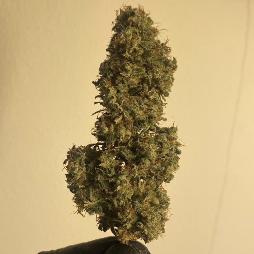 กัญชา, น้ำมันกัญชา, บุหรี่กัญชาไฟฟ้า, กัญชาไฟฟ้า, บุหรี่ไฟฟ้ากัญชา, ขนมกัญชา, เยลลี่กัญชา, กัญชาทางการแพทย์, ขนมอวกาศ, กัญชาVape